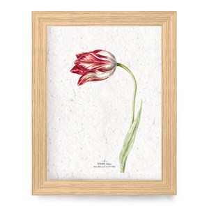 Affiche à planter a4 - tulipe